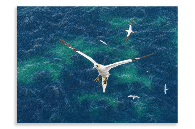 Gannet Bempton Cliffs - Artistic